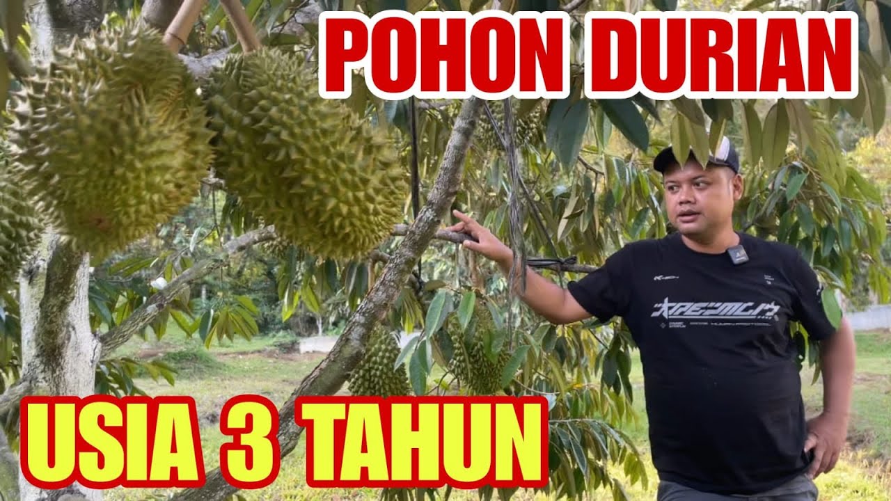 Pohon Durian Berbunga UGAL UGALAN‼️