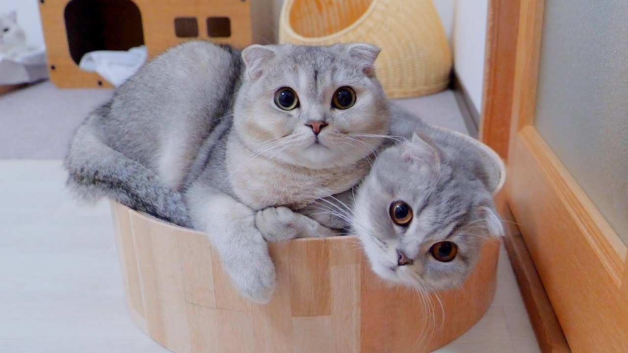 Кот-сын, который любит свою маму-кошку, был слишком милым.