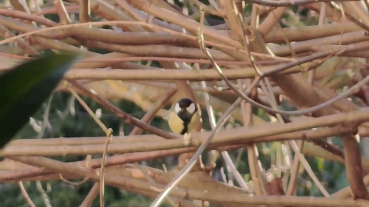 Kohlmeise im Baum