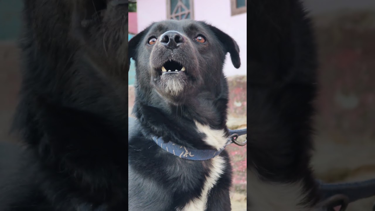 fire hai mai 🤣🤣 #trending #comedyvideos #funny #petlover