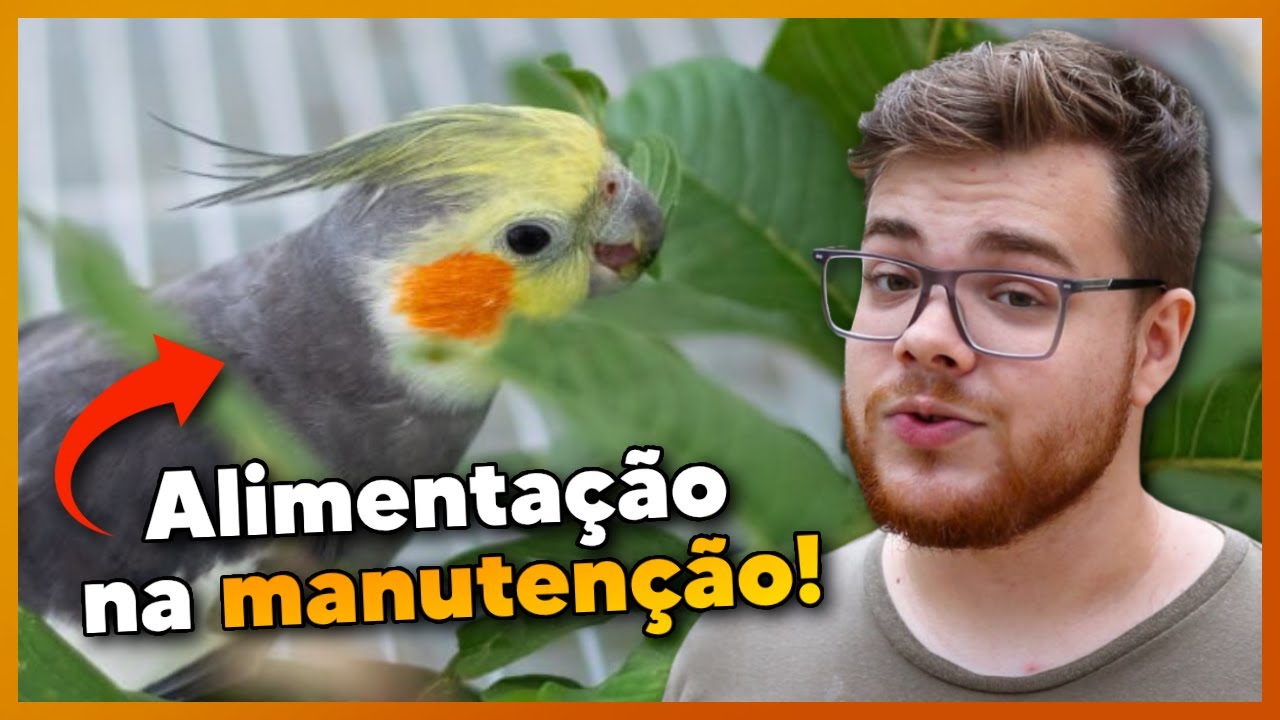 Alimentação no periodo de manutenção