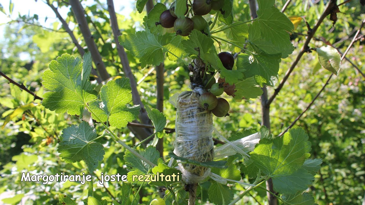Margotiranje joste rezultati