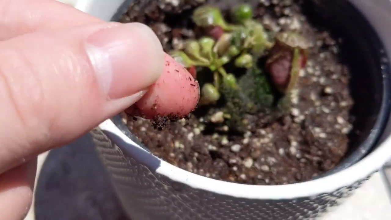 cephalotus may update (curious plants)