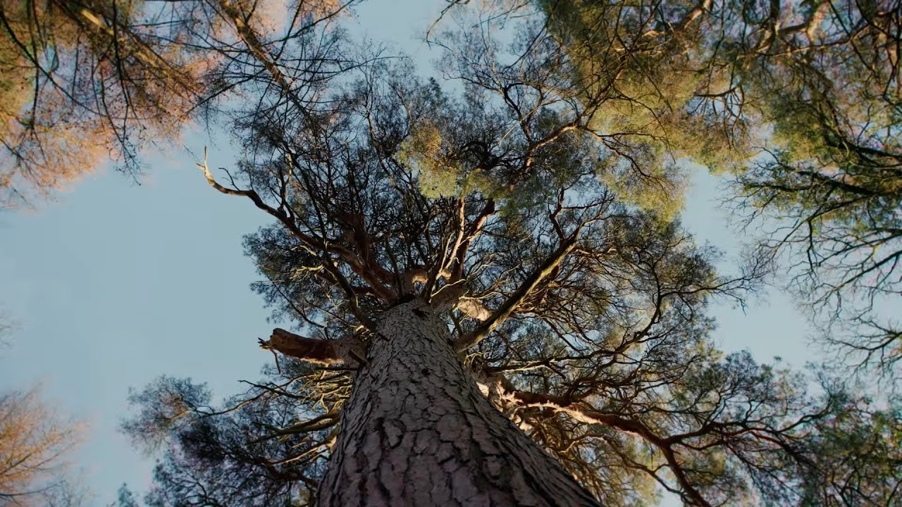 Woodland management: stewardship for mature and ancient woodlands