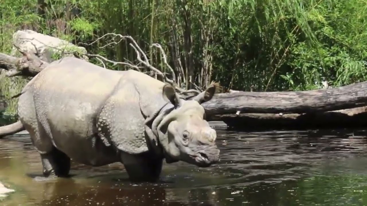 Animals close encounter in World famous Vienna ZOO: Rare animals- Good place for Family and Kids