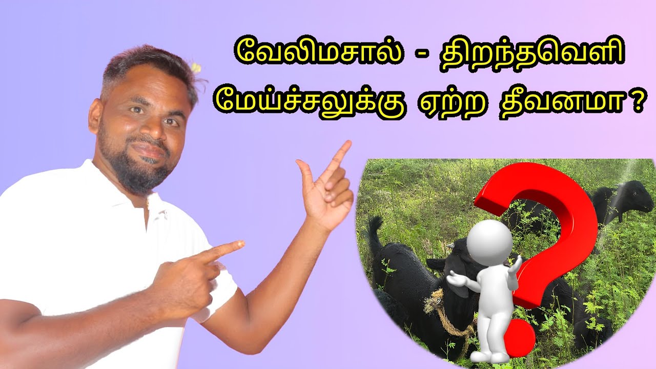 வேலிமசால்; திறந்தவெளி மேய்ச்சலுக்கு ஏற்ற தீவனமா? || Velimasal: An Excellent Fodder for OPEN GRAZING?
