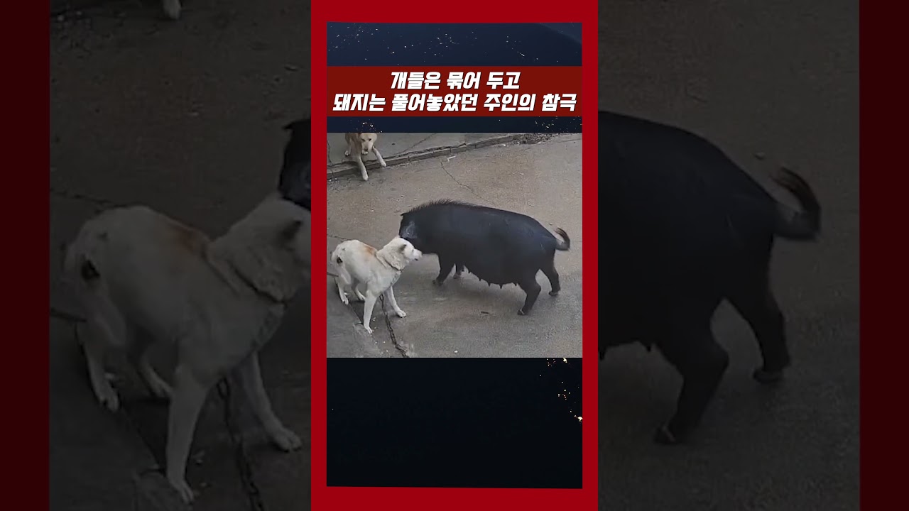 개들을 묶어 두고 돼지는 풀어두었던 주인의 참극 #맹견 #해외토픽