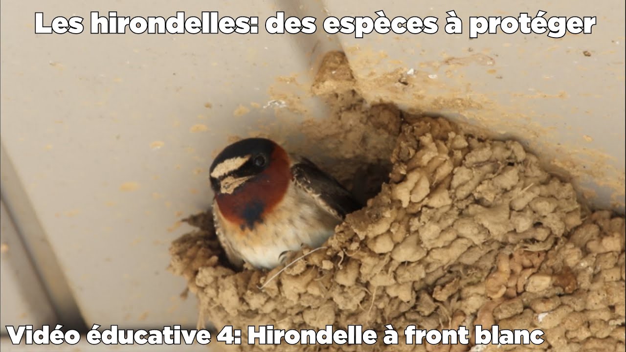 Les hirondelles: des espèces à protéger - Video éducative 4: Hirondelle à front blanc