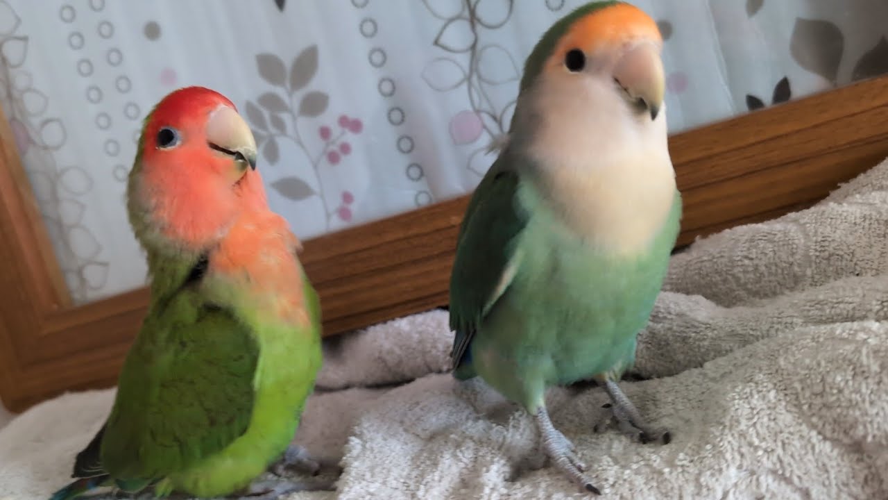 仲良しカプチーノ＆ハル②