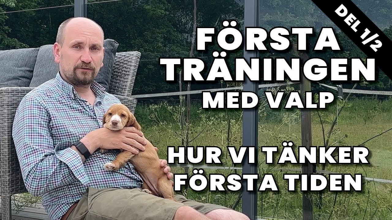 Första träningen med valp, hur vi tänker första tiden och cockervalparna som flyttat hemifrån.