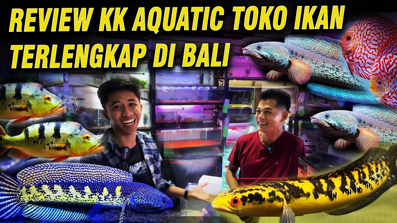 TOKO IKAN TERLENGLAP DI BALI, SAMPAI ADA CHANNA BARCA 30JT - KK AQUATIC