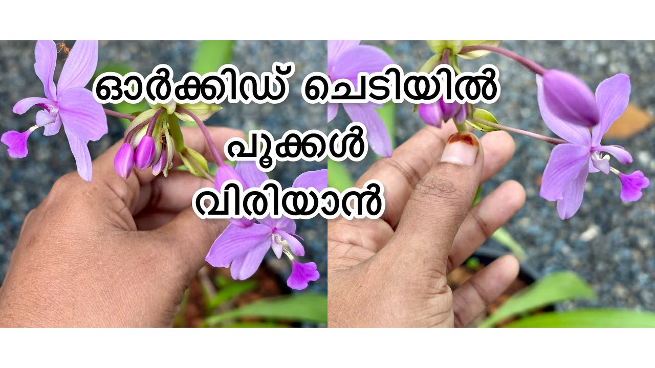 Orchid planting#ഓർക്കിഡ് ചെടിയിൽ നിറയെ പൂവ് 😍😍#video viral#vlogshaala #fousiyavlog 