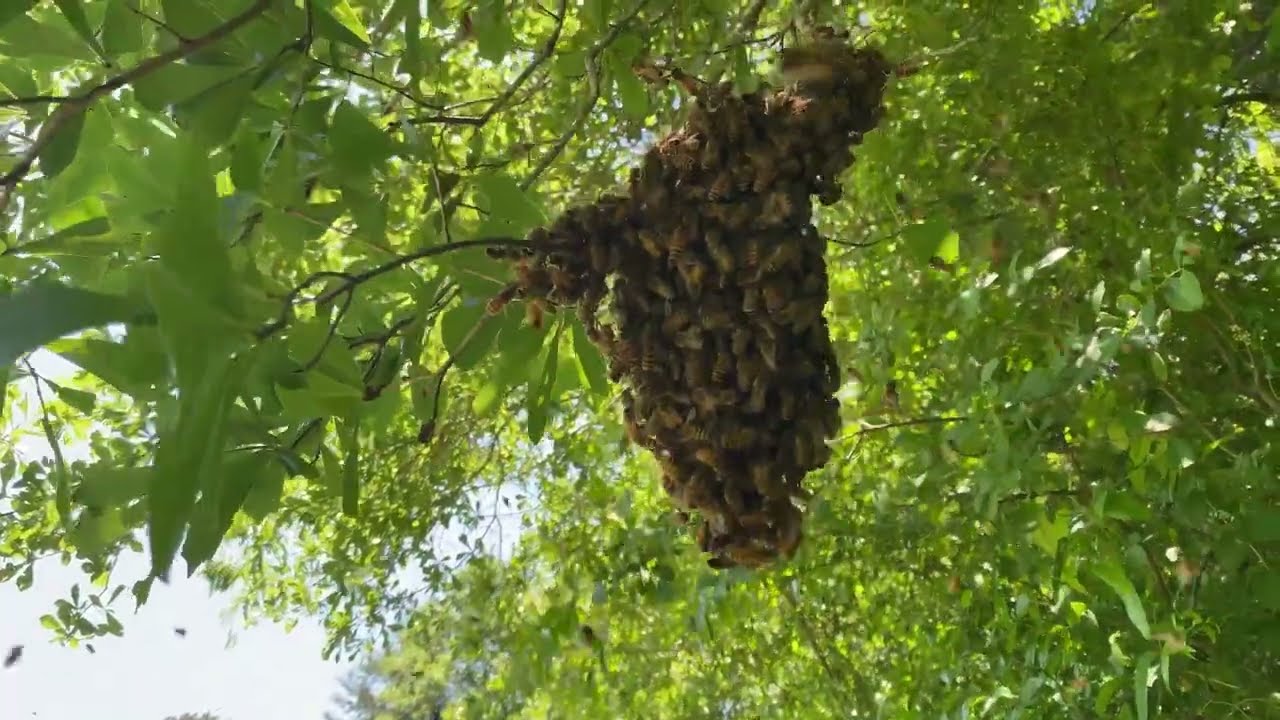 Tiny Swarm Catch 5-8-2025