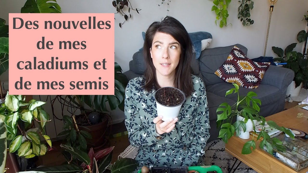 Mes caladiums & mes semis de printemps : je vous donne des nouvelles :)