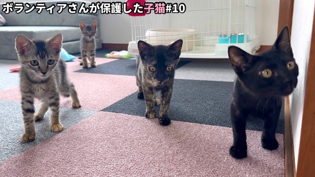 保護した子猫達が初めて別の猫と出会います。