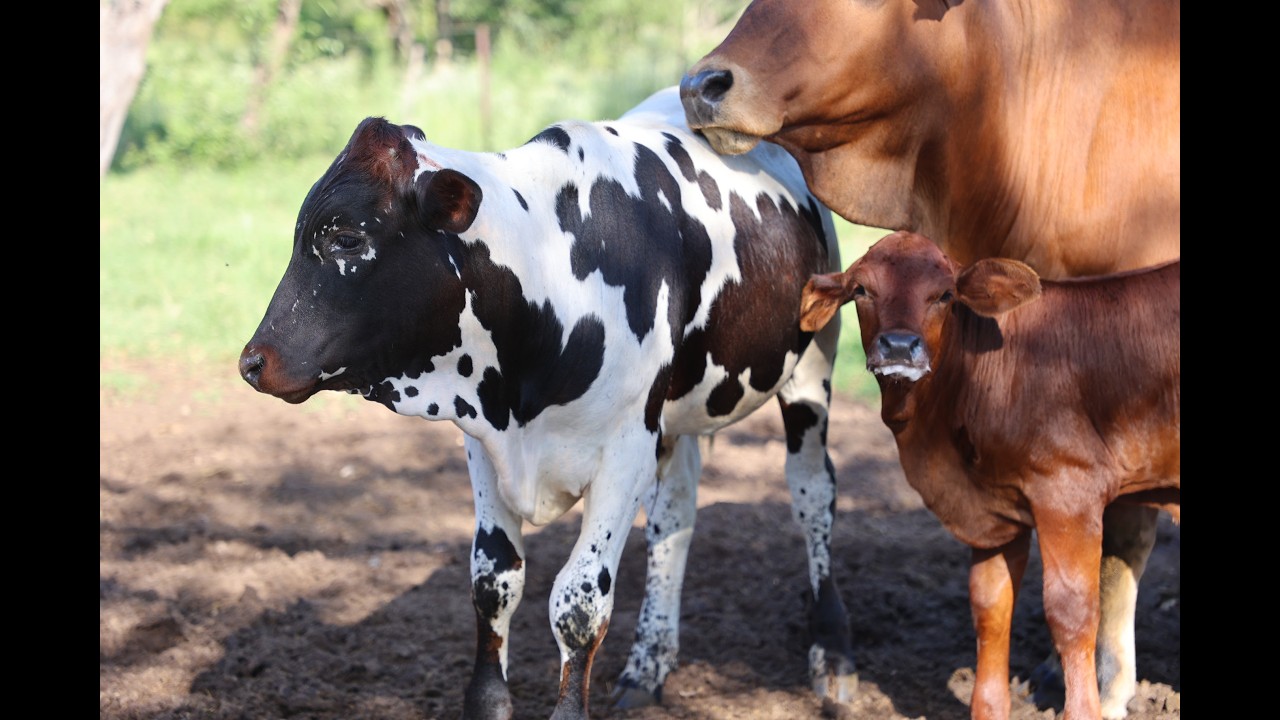 Smart Cattle Farming: Combining Strength & Fertility with Bonsmara and Nguni