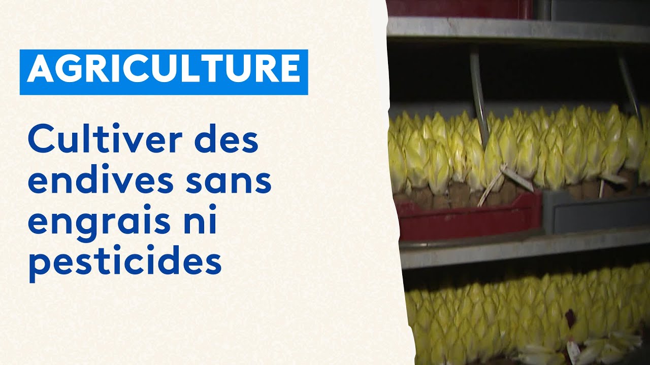 A la recherche de la meilleure endive des Hauts-de-France à Arras