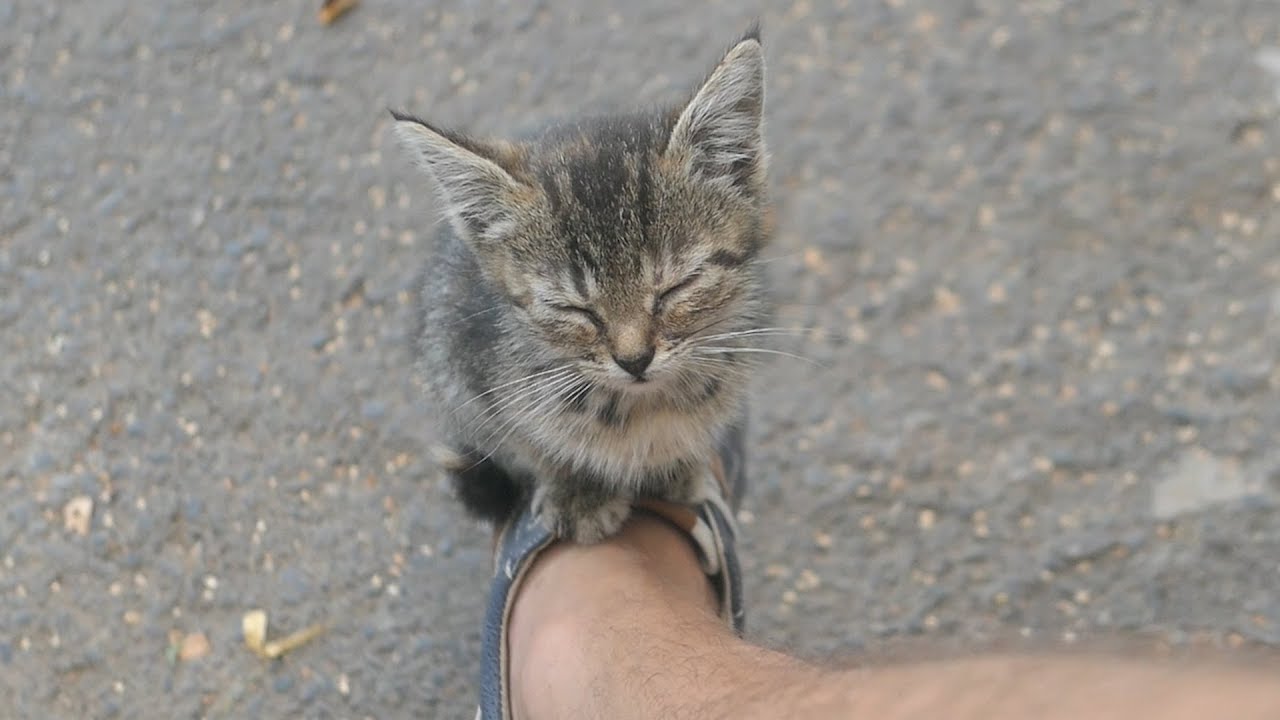 The kitten lives on the street and sleeps on my sneakers
