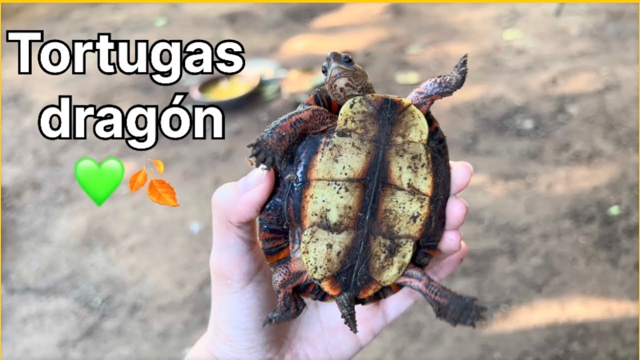 Un rato en el patio 🍃🍂 tortugas dragón— Tortugas de tierra 🐢 | Land turtles 💚 