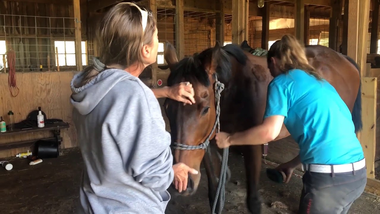 Adoptable horses at Rescue Village