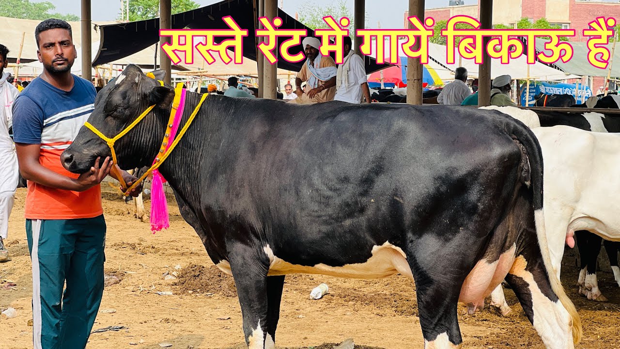 Pashu Mandi Dabwali | 03-07-2022 | cows for sale
