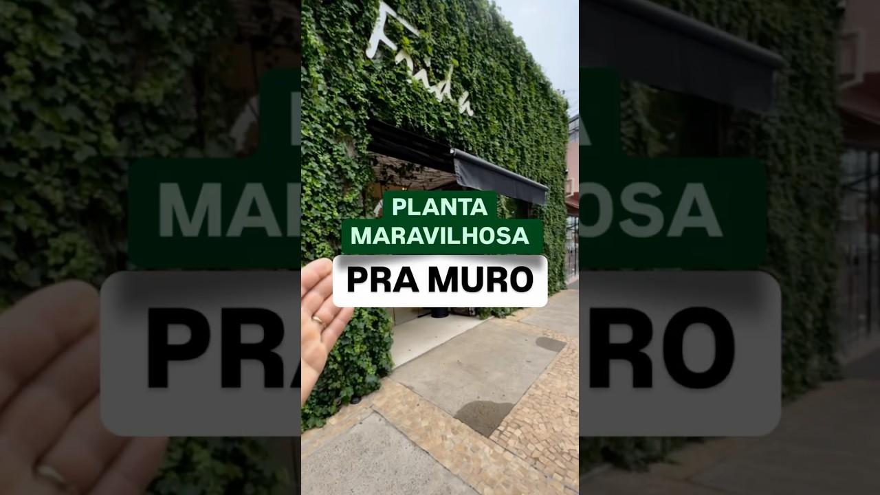 Planta maravilhosa pra muro, v&iacute;deo completo no Instagram