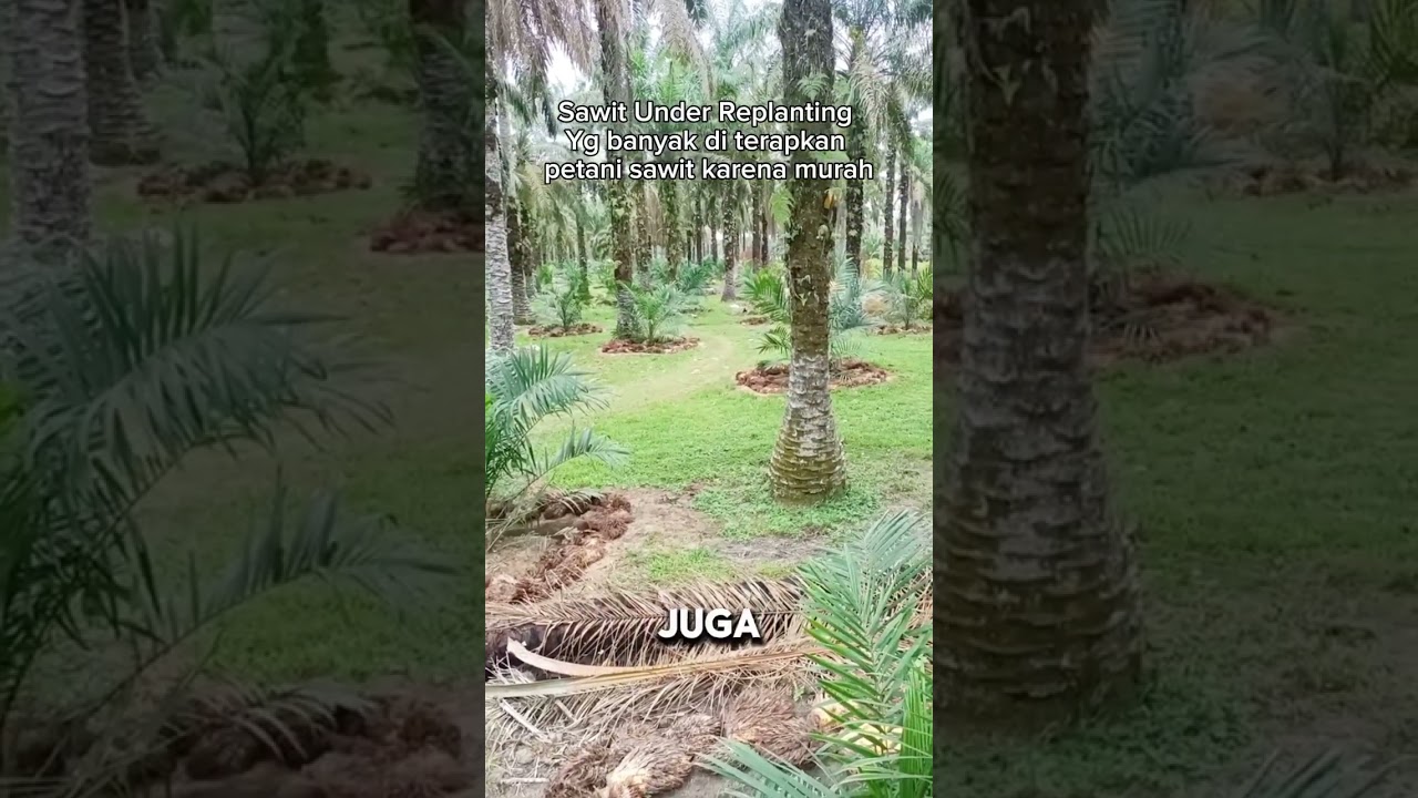 Under Replanting Kelapa Sawit