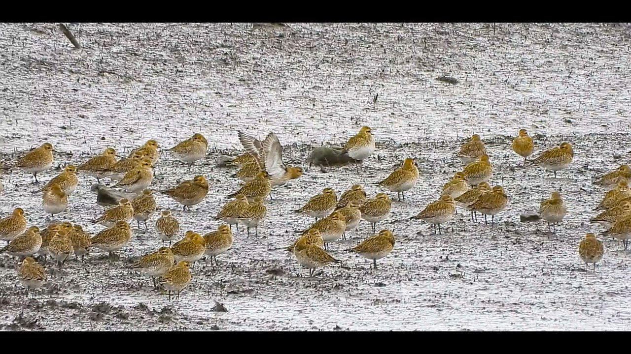 Chorlito dorado europeo. Gran bando en Vuelta Ostrera, Cantabria