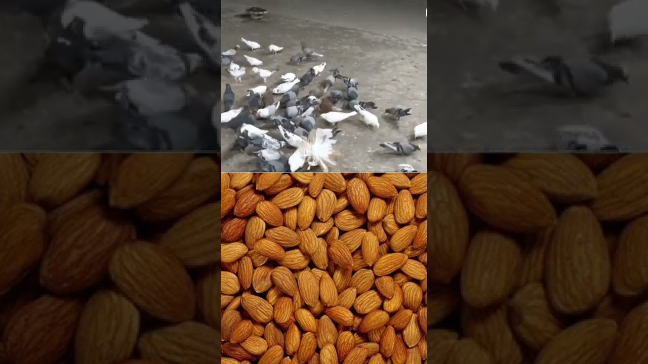 பந்தய புறாக்களின் தீவனம் முறை!! | highflyer pigeon tournament food diet | pigeon race training
