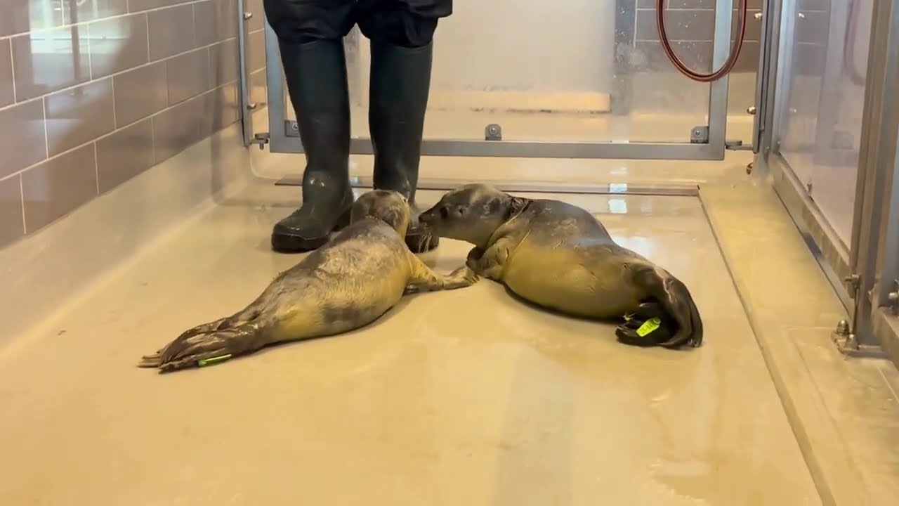 Seal pups Myrthe & Gaia chasing the caretaker 🦭