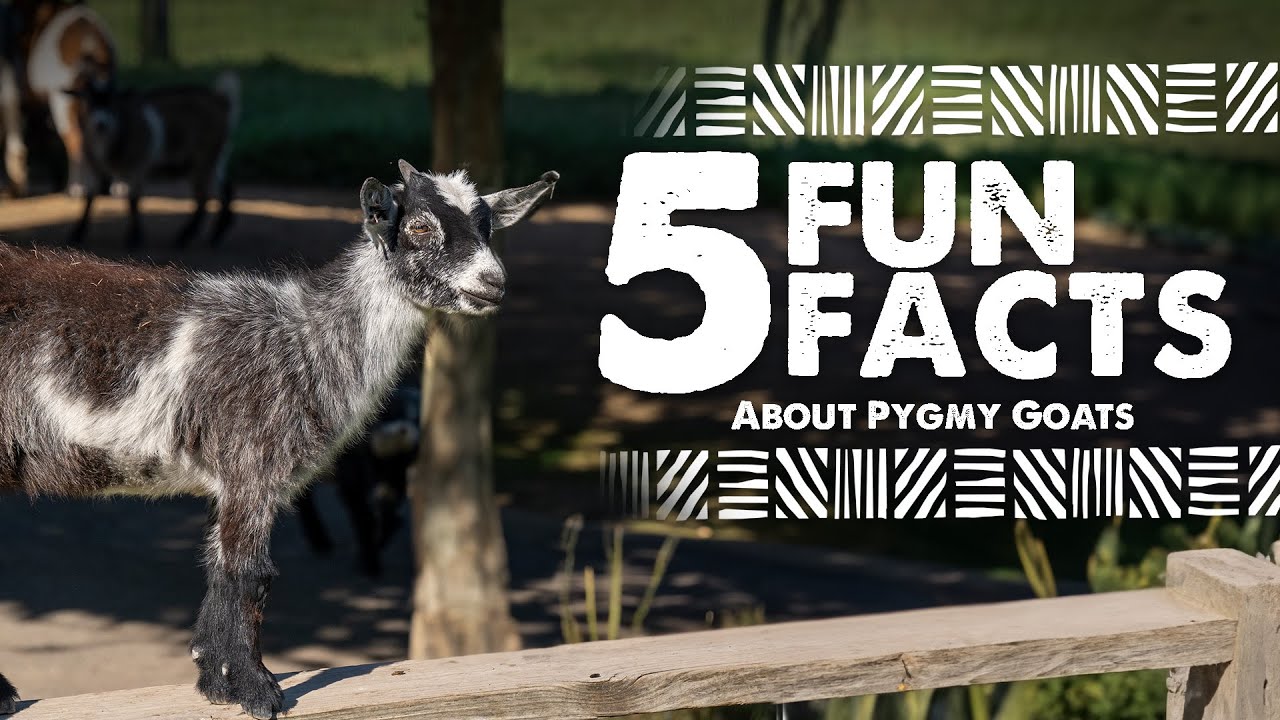 5 Fun Facts about Pygmy Goats