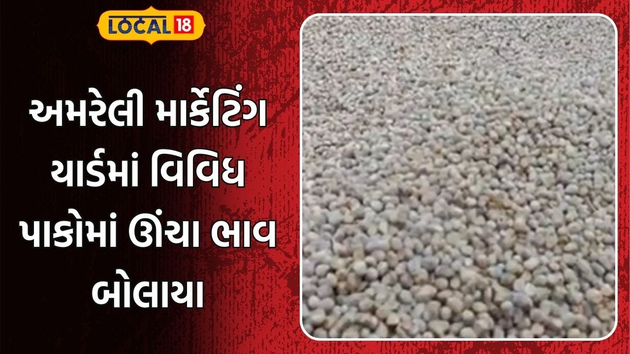 Amreli Farmers | અમરેલી માર્કેટિંગ યાર્ડમાં વિવિધ પાકોમાં ઊંચા ભાવ બોલાયા |Market Yard | Gujarat