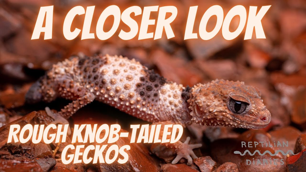 The rough knob-tailed gecko! Both species! Nephrurus cinctus and Nephurus wheeleri