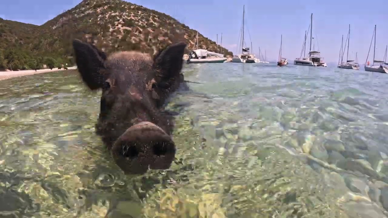 The Pigs of One House Bay on Atokos