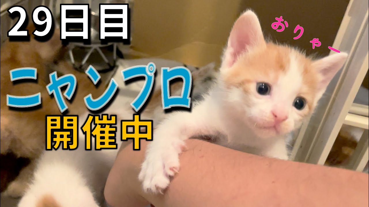 子猫が元気すぎて困るママ＆主…/大人猫・かのみくのニャンコプロレスの迫力がすごい！【29日目】