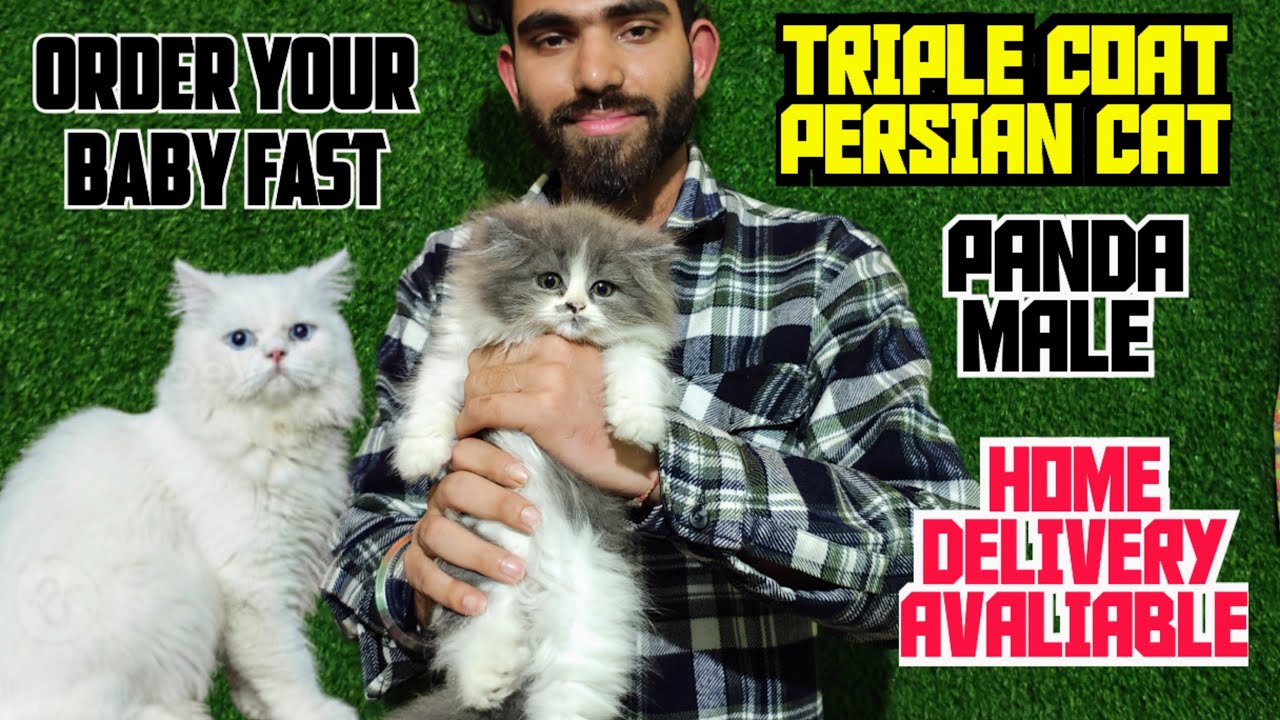 🤩PERSIAN CAT PANDA COLOR IMPORT QUALITY MALE TRIPLE COAT HOME DELIVERY AVALIABLE