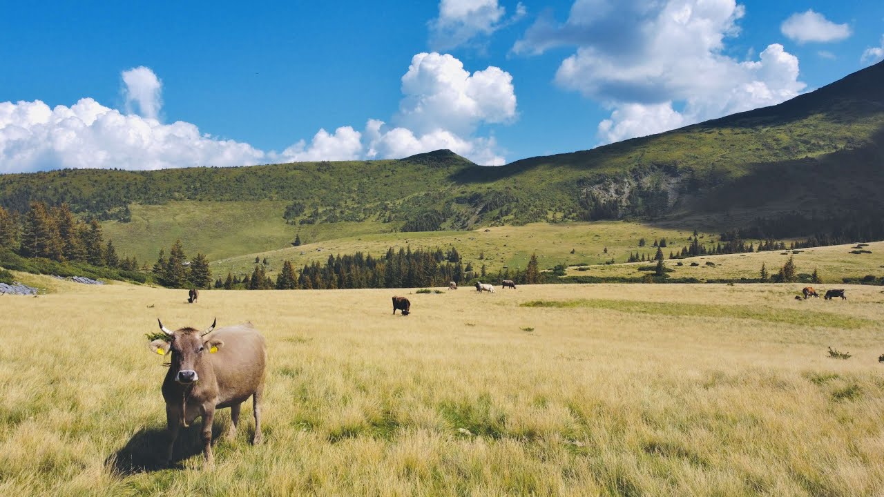Borsa Maramures Romania