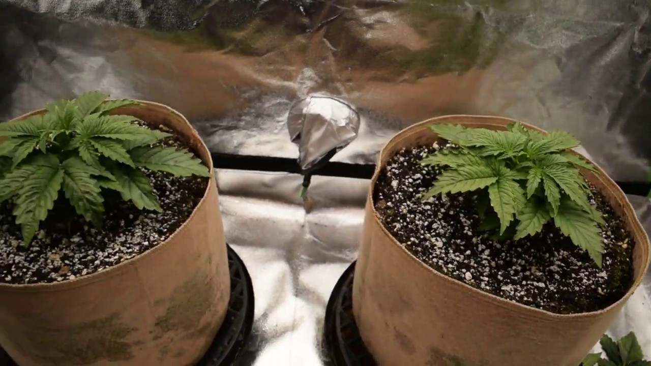 db003 VIVIDGRO GrowMax 240w 4k led super soil ppp autoflower grow update #4
