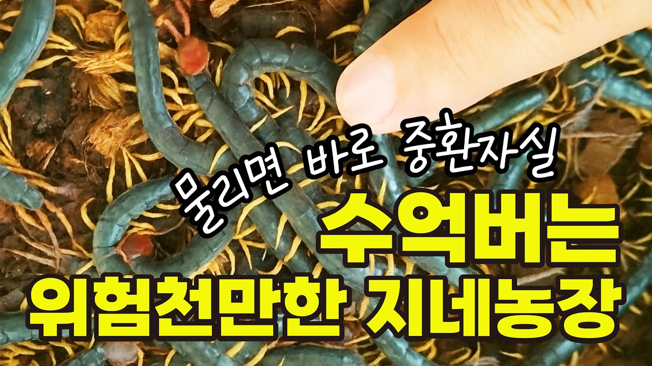 지네농장으로 대기업 부장연봉? ㅣ 허리통증완화ㅣ 휴먼스토리 ㅣ 직업의 모든것 ㅣ 돈버는사장님 ㅣ 자영업자이야기