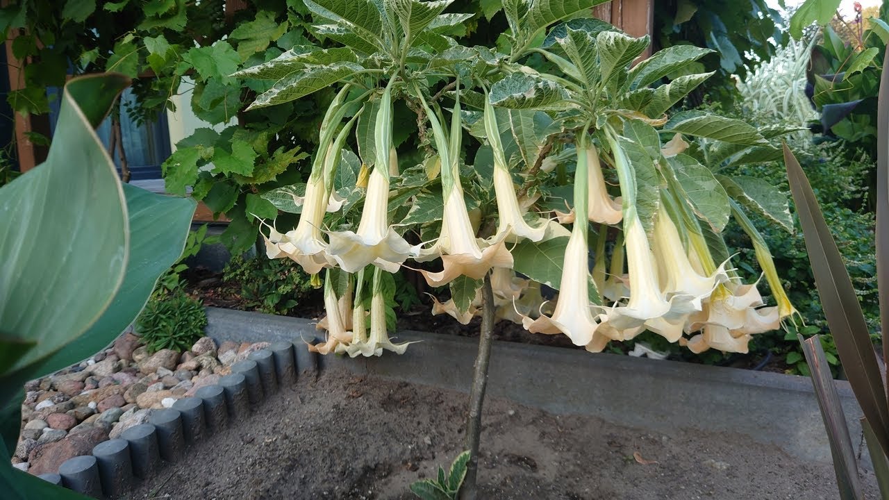 (323) Brugmansje, canny oraz colocasie i arundodonax.