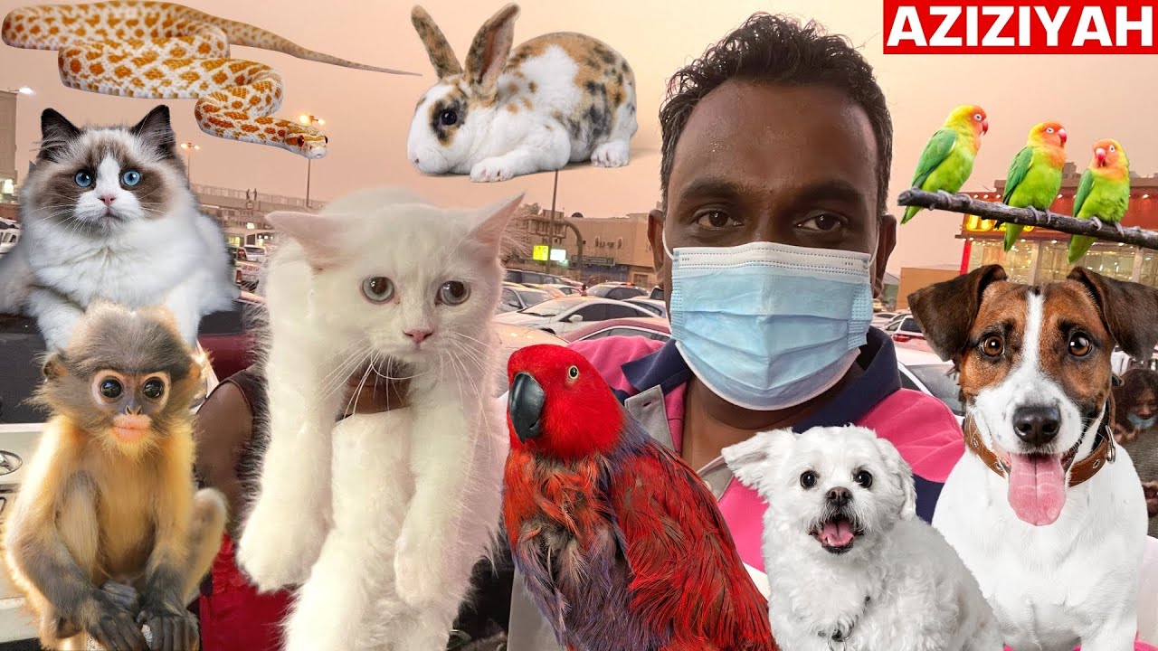 BIRDS AND ANIMAL MARKET RIYADH SAUDI ARABIA | BIRDS MARKET | SNAKE MARKET RIYADH | DOG MARKET RIYADH