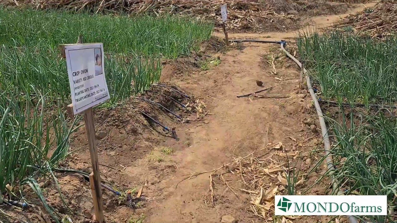 Onion Farming in Zambia: 2021 Update 2 (Aug 23): Update on the Onions on Riverside 1