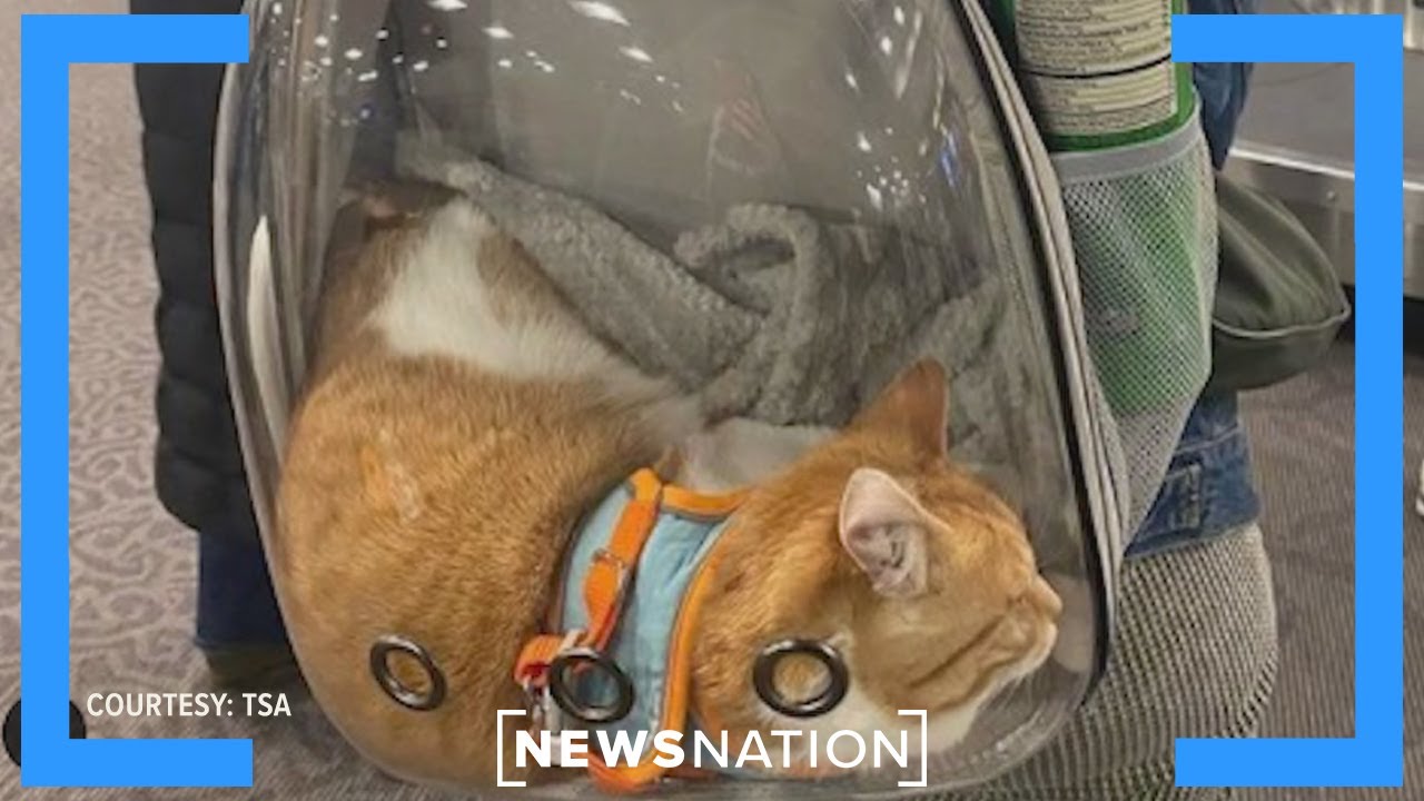 The most unusual things confiscated by the TSA | Morning in America