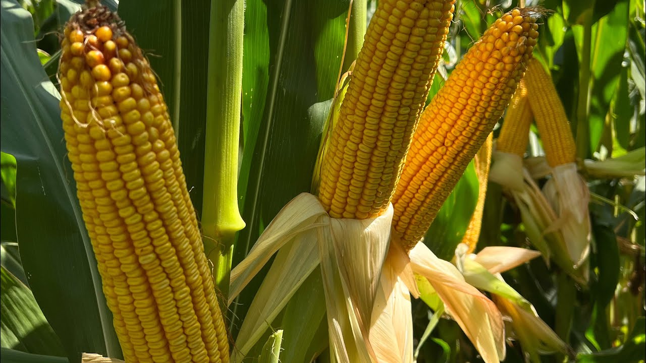 Надежный, засухоустойчивый и высокопродуктивный гибрид кукурузы! 🌽🌽🌽
