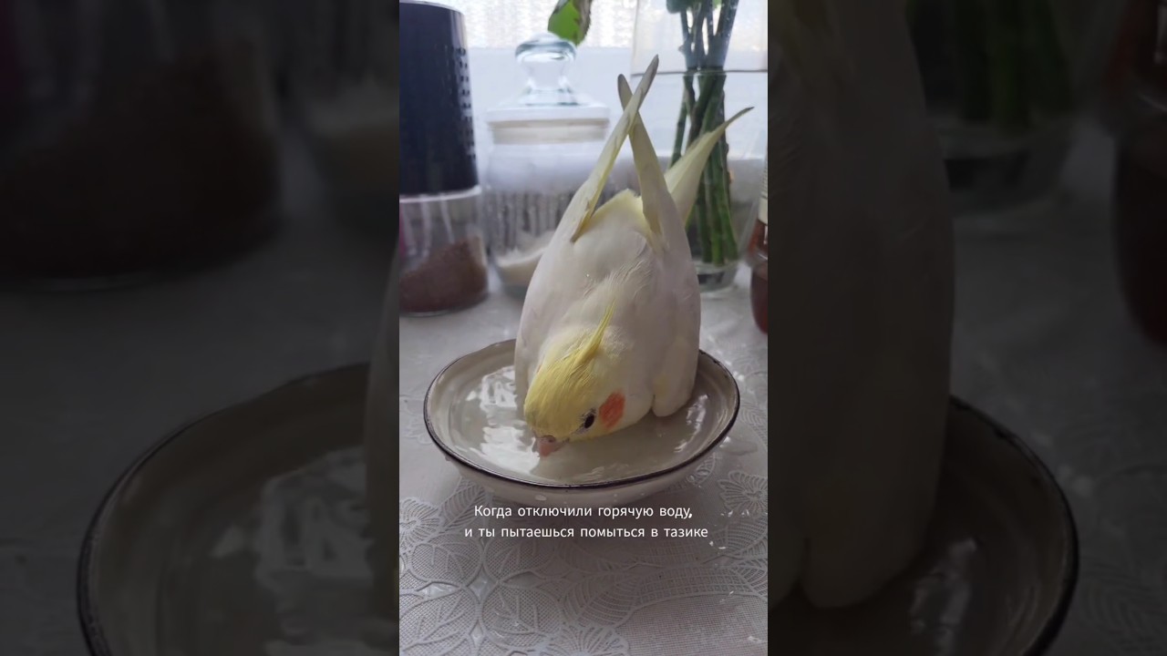 вы уже прошли это?😄 #птицы#funnybirds#попугай#parrot#корелла#волнистик#instabird#орнитолог#calopsita