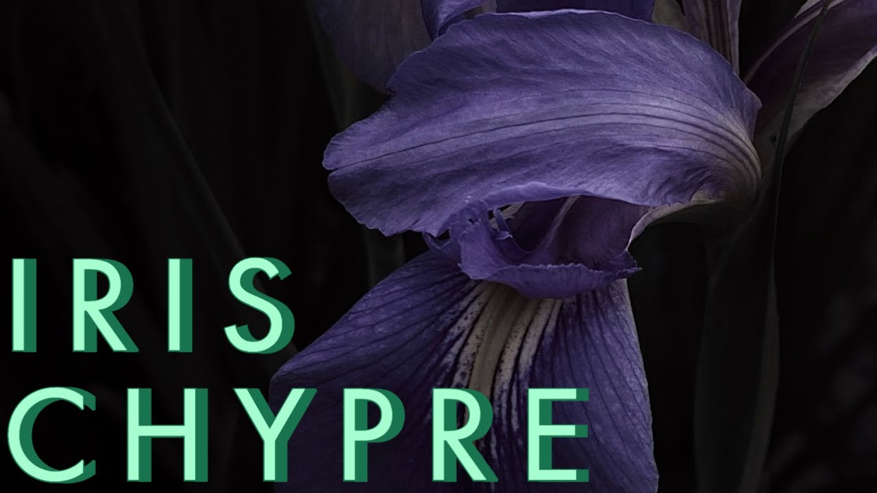 The best Iris Note you can smell!  Elixir Attar Iris Chypre