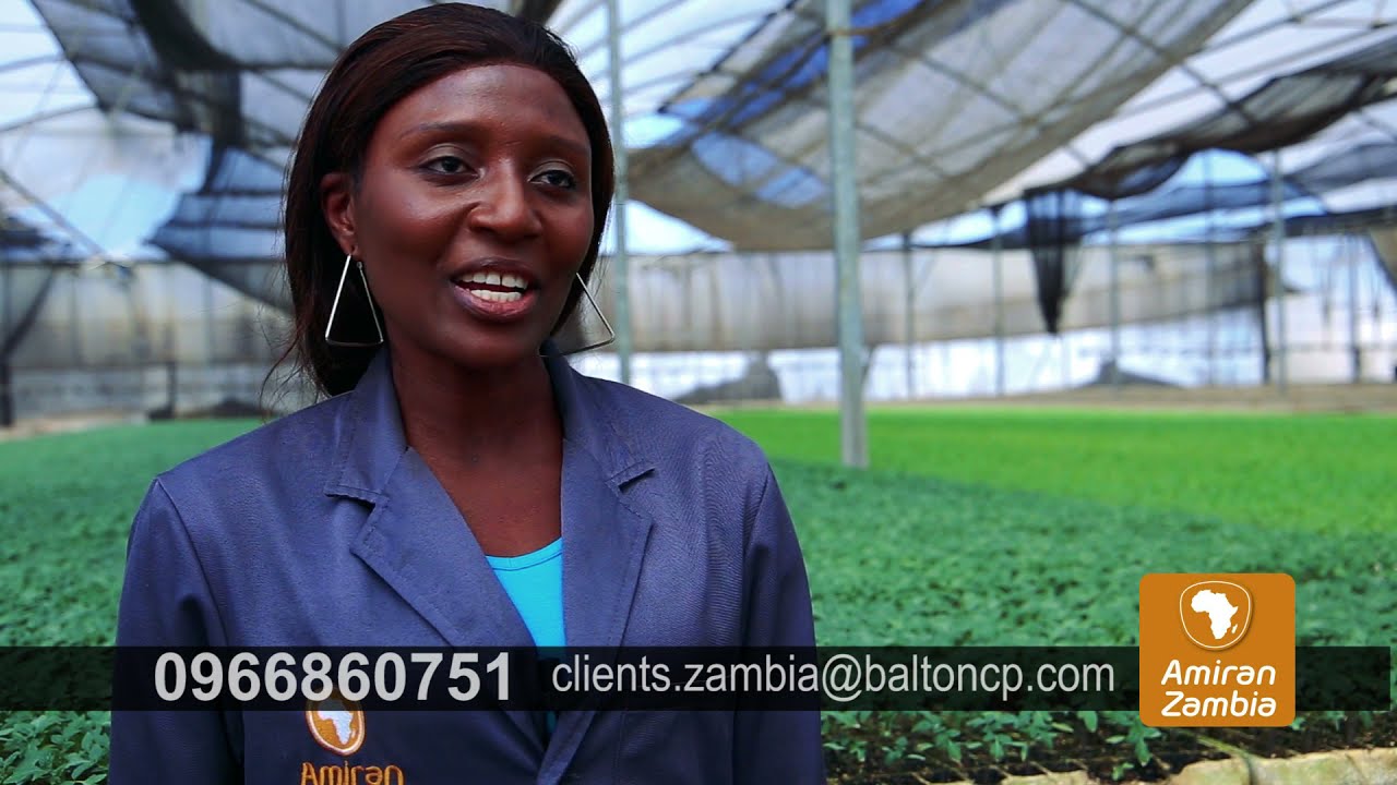 We produce high quality vegetable seedlings
