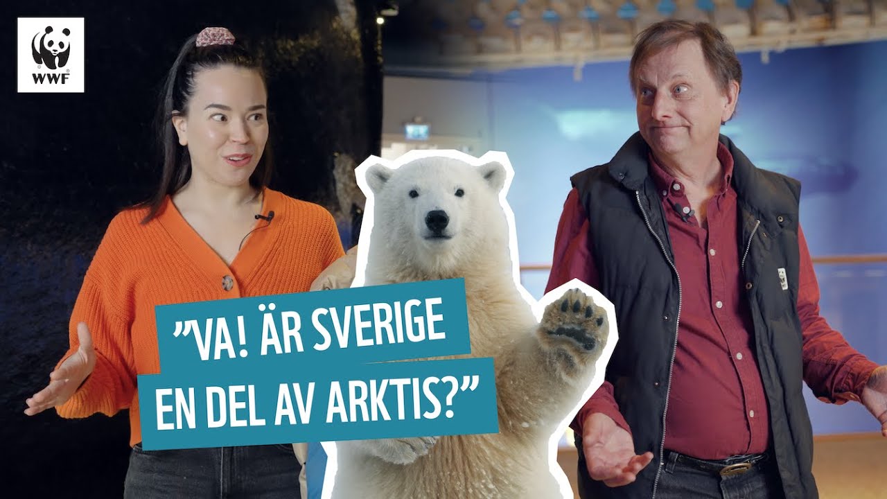 Vilda djur i Arktis  | Julias djur