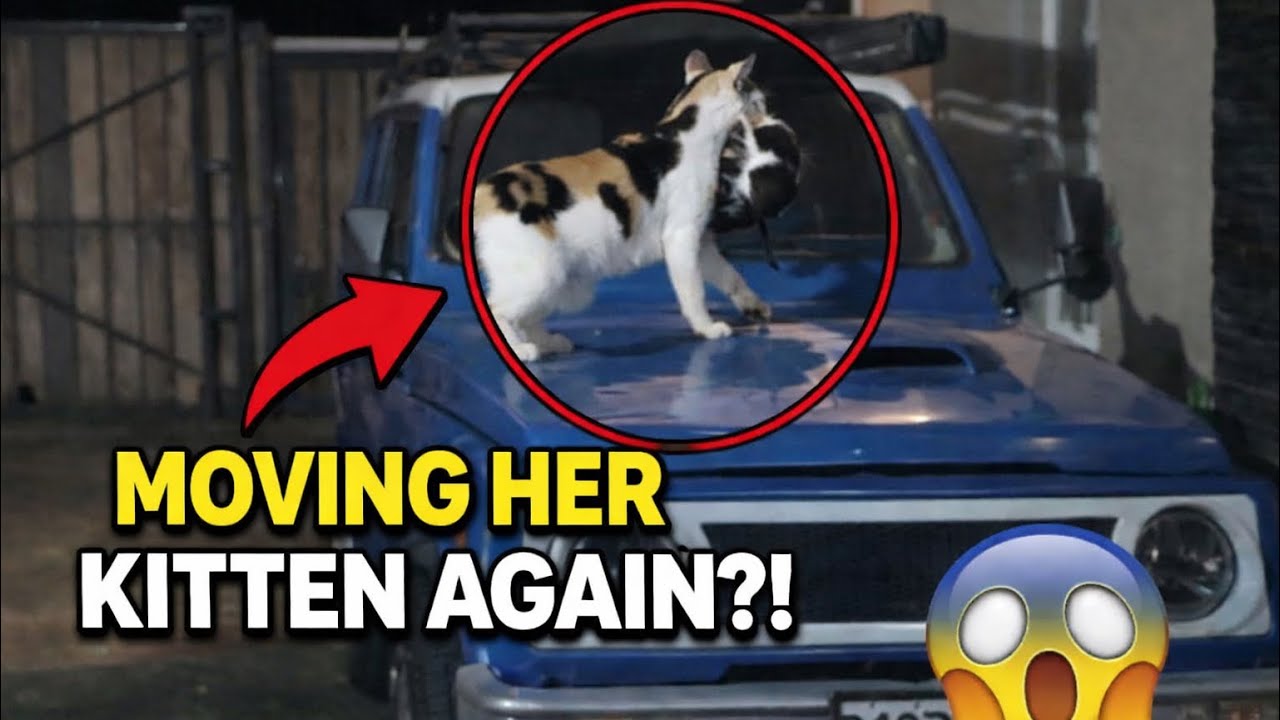 Why Do Mother Cats Always Move Their Kittens? “Days3”