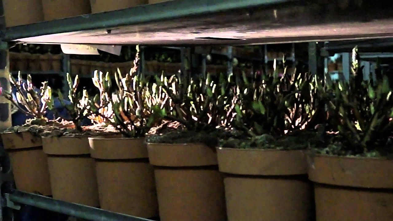 Plantenkwekerij P van Geest Hortensia